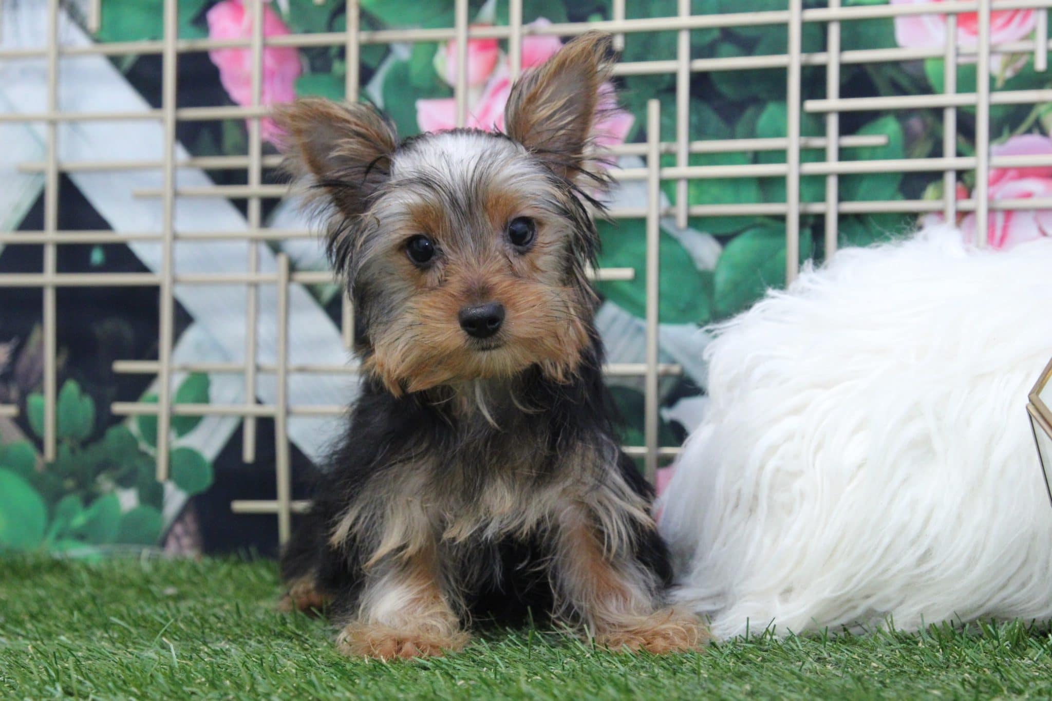 Rey - Handsome Male Yorkie Puppy
