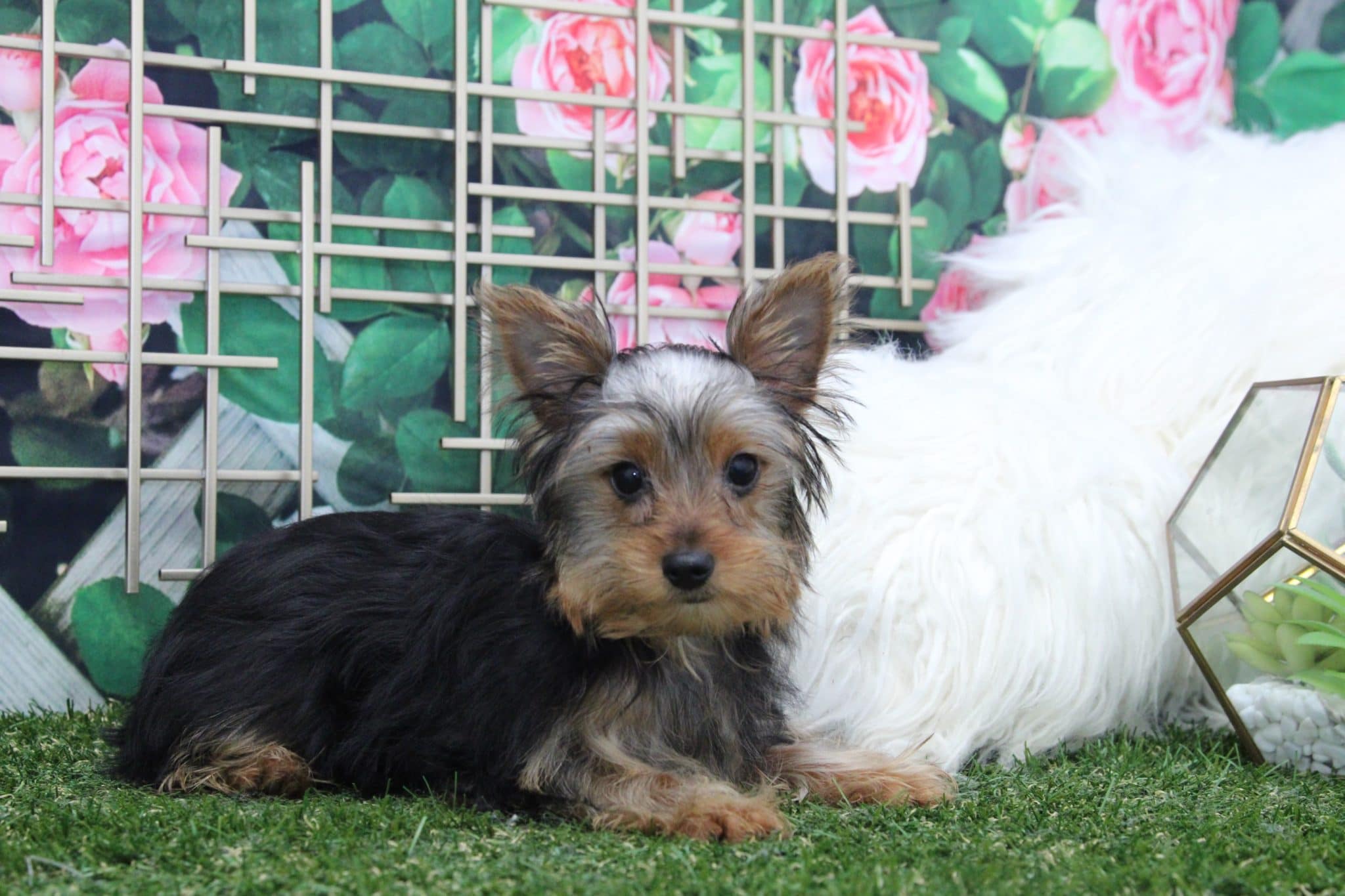 Rey - Handsome Male Yorkie Puppy - Image 3