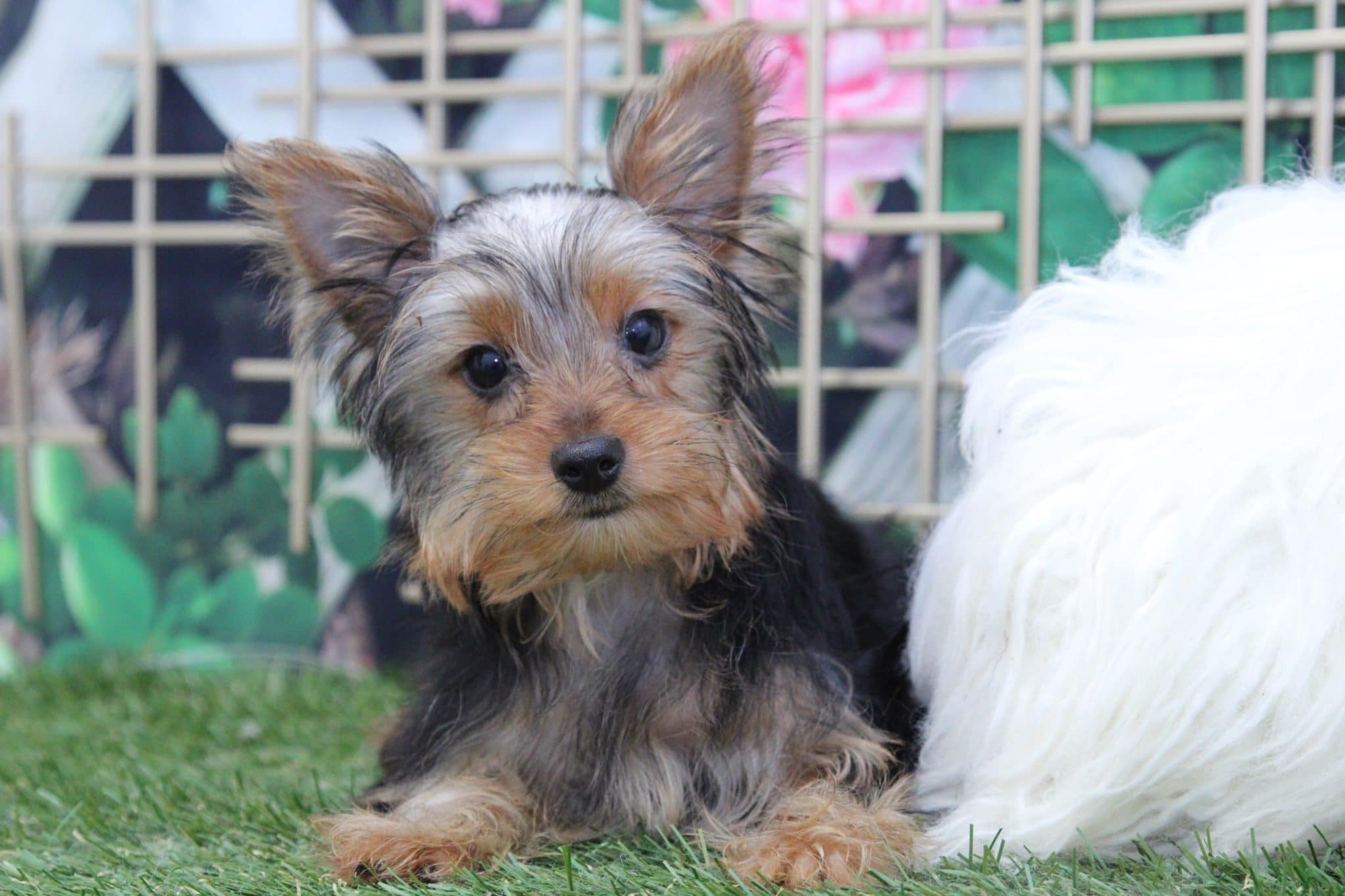 Rey - Handsome Male Yorkie Puppy - Image 4