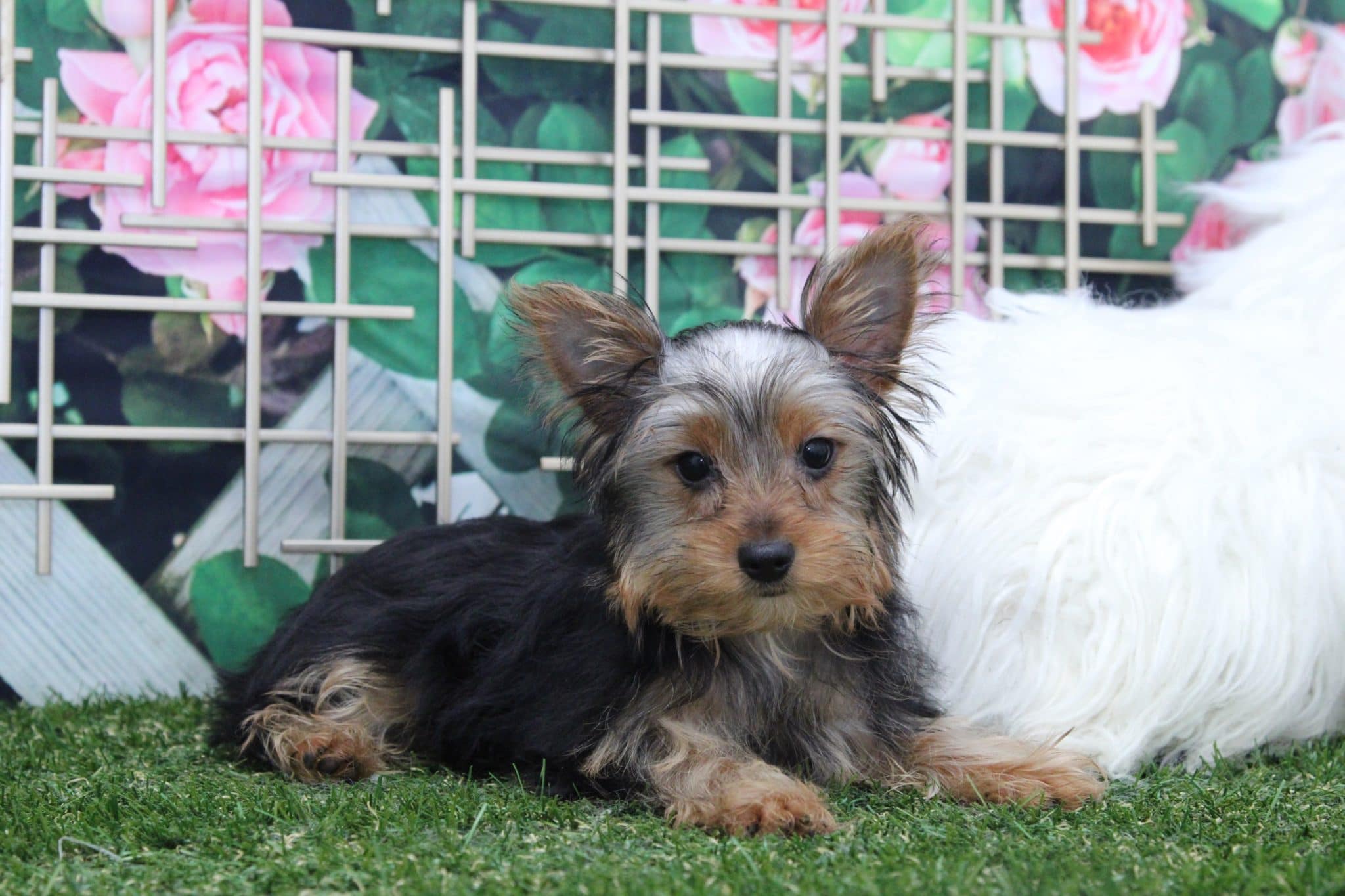 Rey - Handsome Male Yorkie Puppy - Image 5