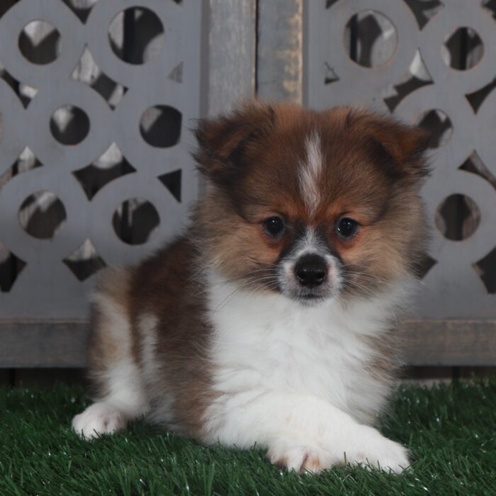 Riley- Handsome ACA Pomeranian Puppy - Image 2