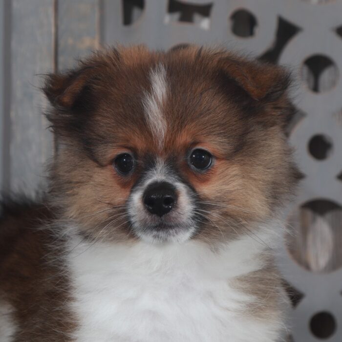 Riley- Handsome ACA Pomeranian Puppy - Image 3