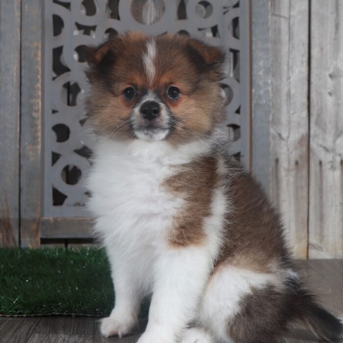 Riley- Handsome ACA Pomeranian Puppy - Image 4