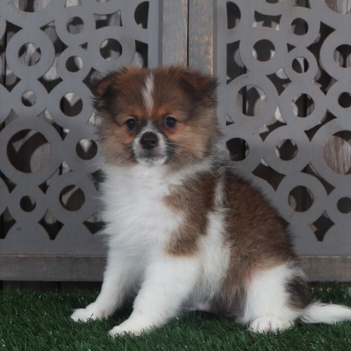 Riley- Handsome ACA Pomeranian Puppy - Image 5