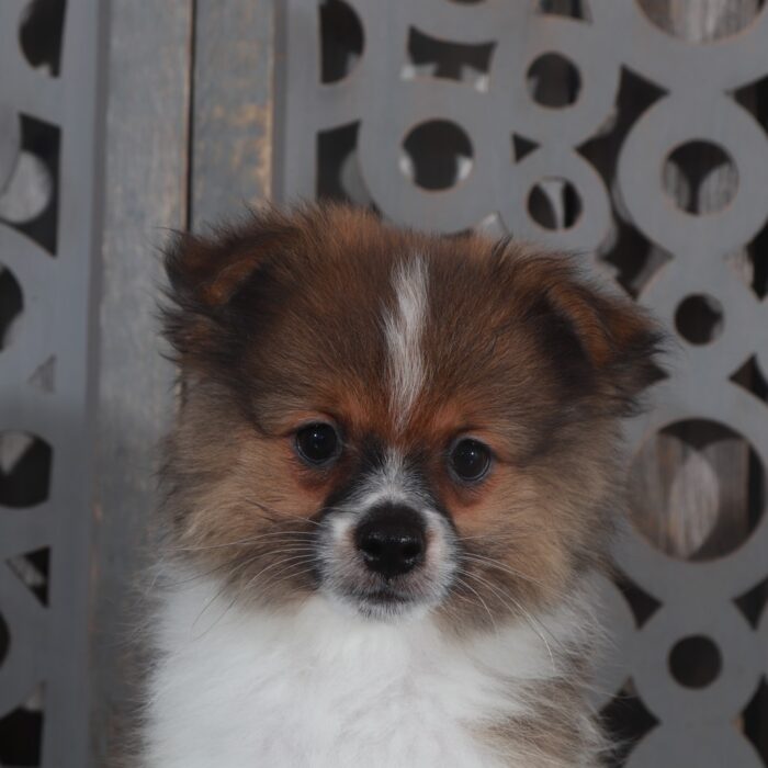 Riley- Handsome ACA Pomeranian Puppy - Image 6
