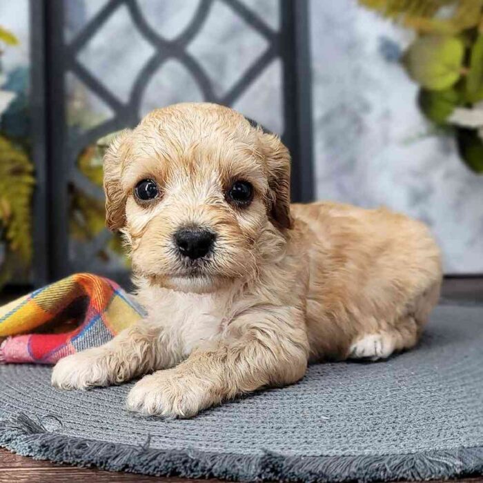 Robin - Friendly Cavachon Puppy For Sale in Georgia