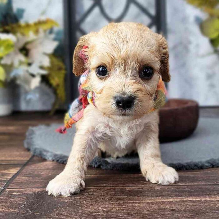 Robin - Friendly Cavachon Puppy For Sale in Georgia - Image 2