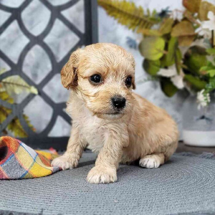 Robin - Friendly Cavachon Puppy For Sale in Georgia - Image 3