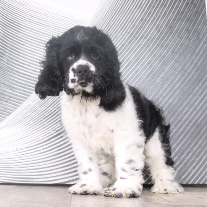 Rocky - Black and White AKC Male Cocker Spaniel Puppy