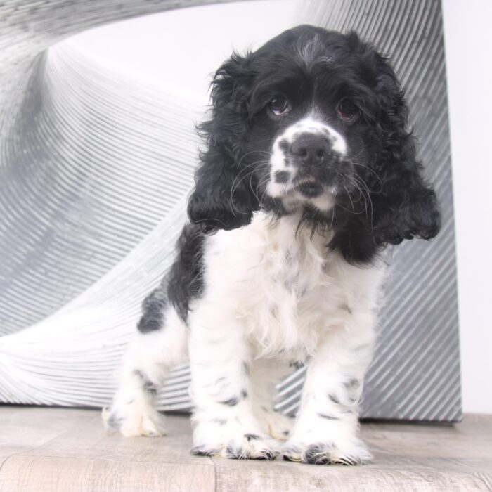 Rocky - Black and White AKC Male Cocker Spaniel Puppy - Image 4