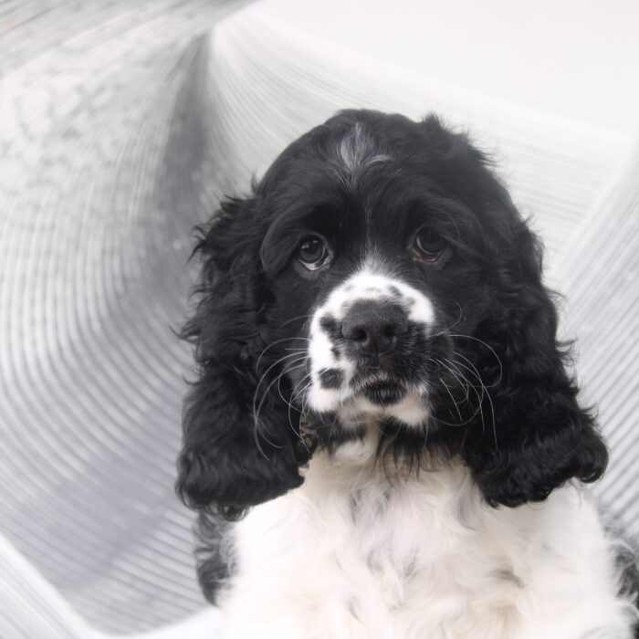 Rocky - Black and White AKC Male Cocker Spaniel Puppy - Image 3