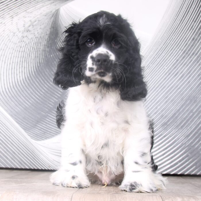 Rocky - Black and White AKC Male Cocker Spaniel Puppy - Image 2
