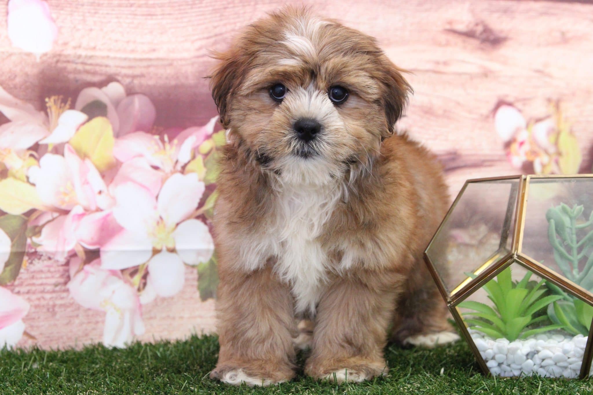Rocky - Cutest Little Male Shorkie Puppy - Image 2