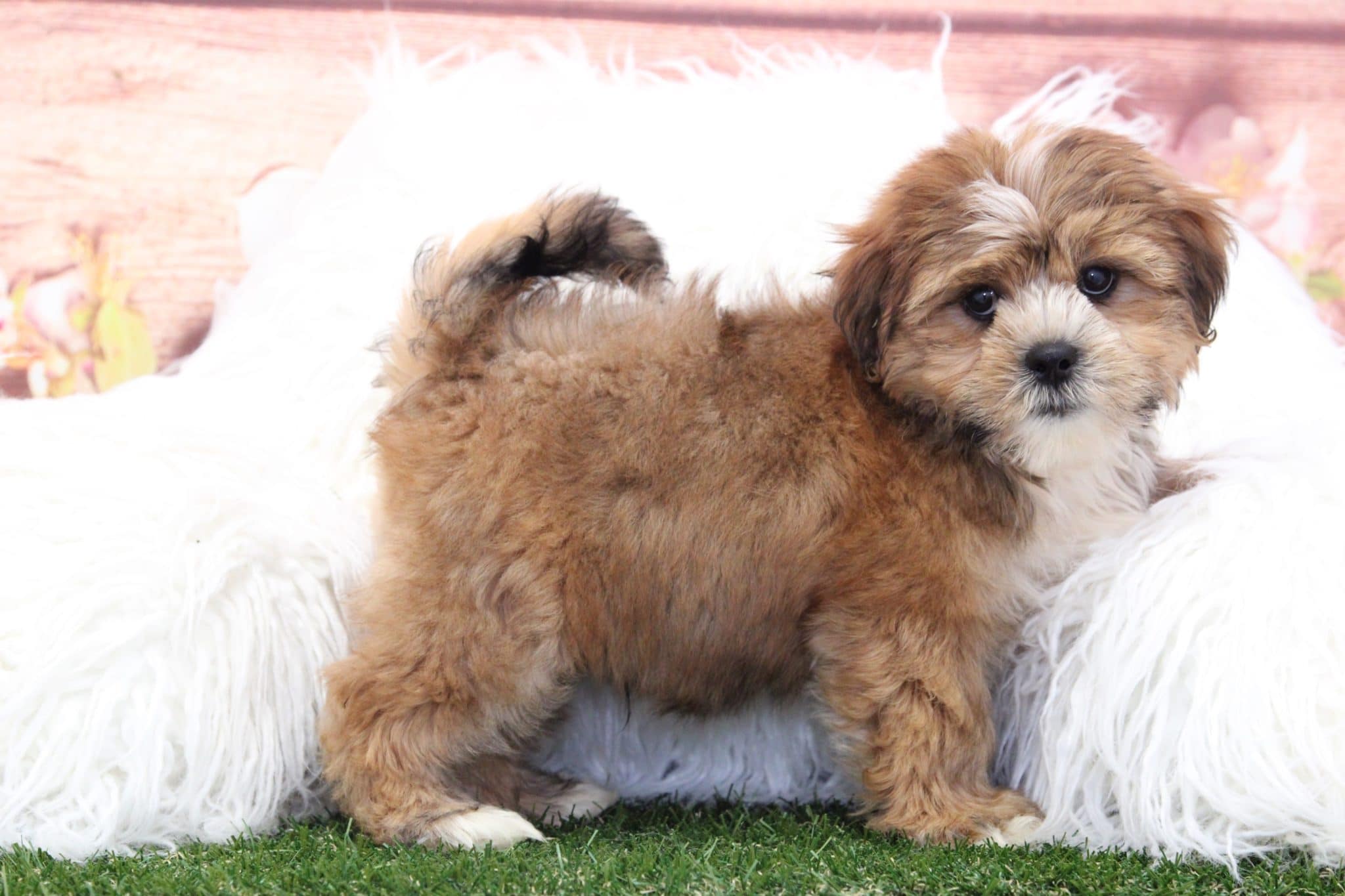 Rocky - Cutest Little Male Shorkie Puppy - Image 3