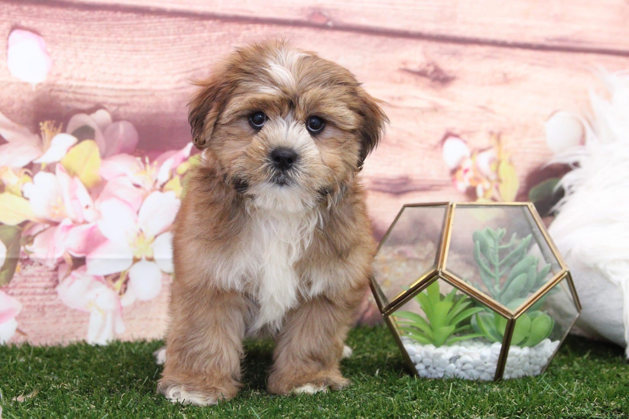 Rocky - Cutest Little Male Shorkie Puppy
