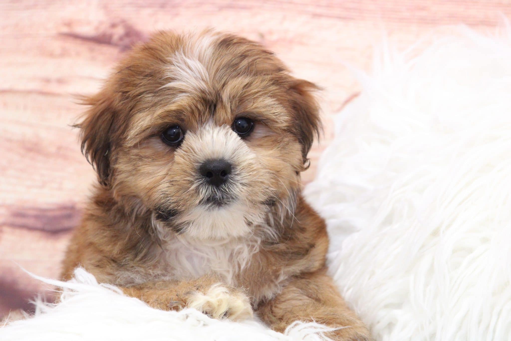 Rocky - Cutest Little Male Shorkie Puppy - Image 5