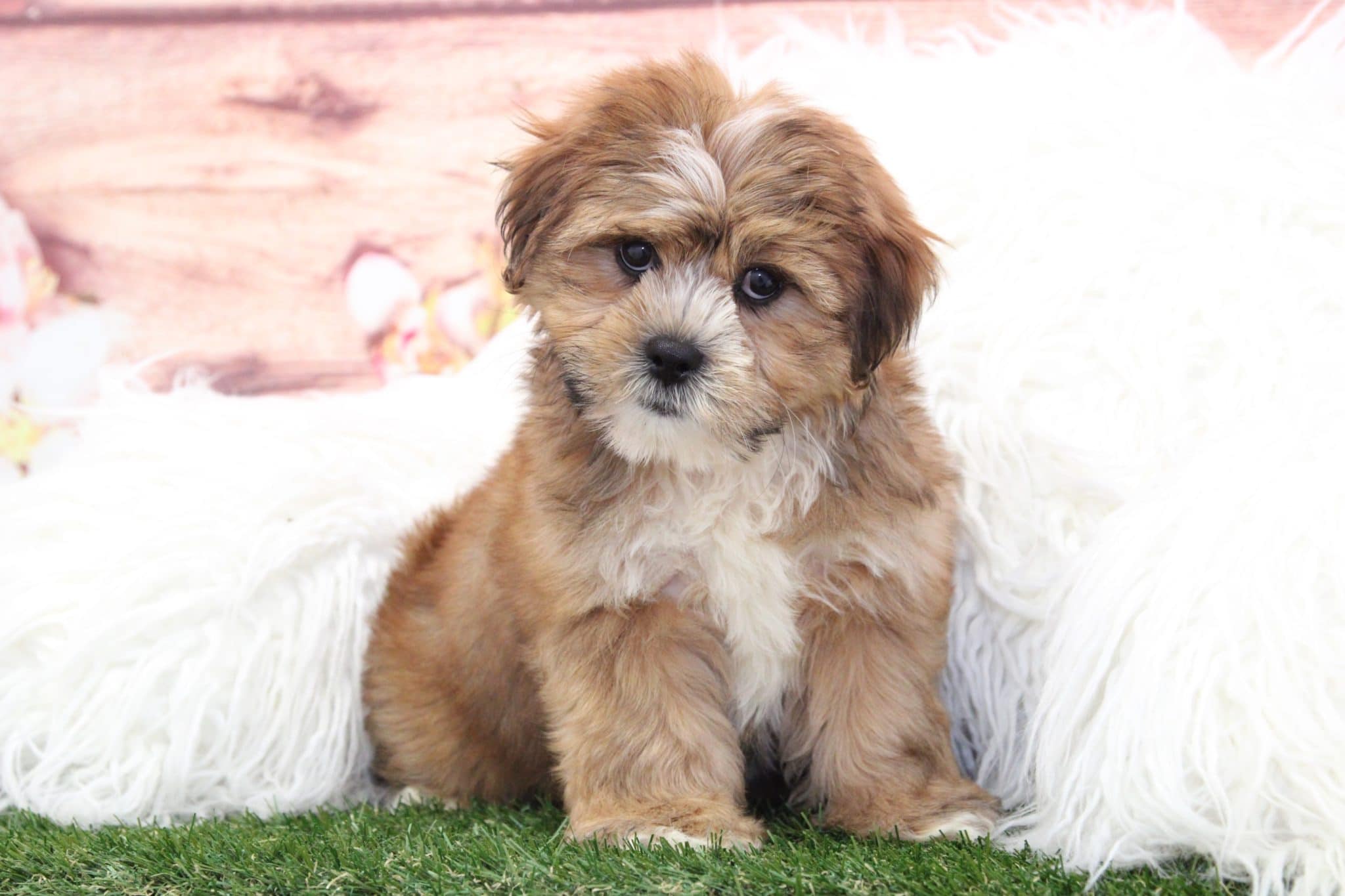 Rocky - Cutest Little Male Shorkie Puppy - Image 6