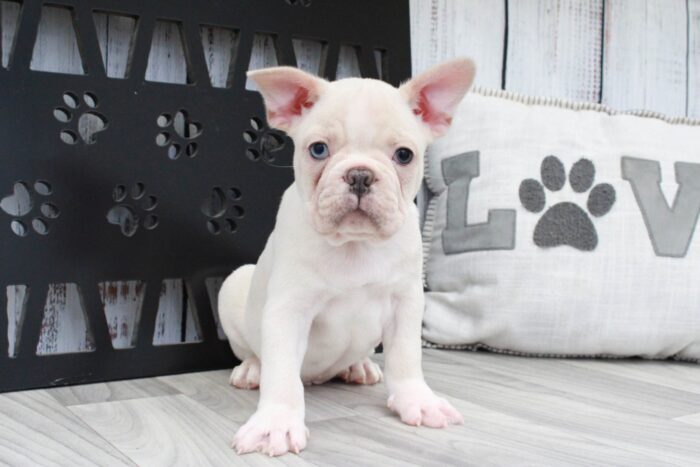 Rolly - Outgoing Cream Male Frenchton Puppy - Image 2