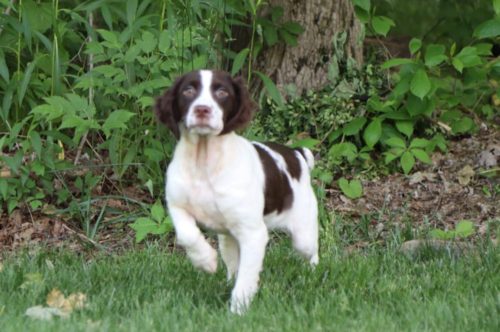 Brittany Springer Spaniel