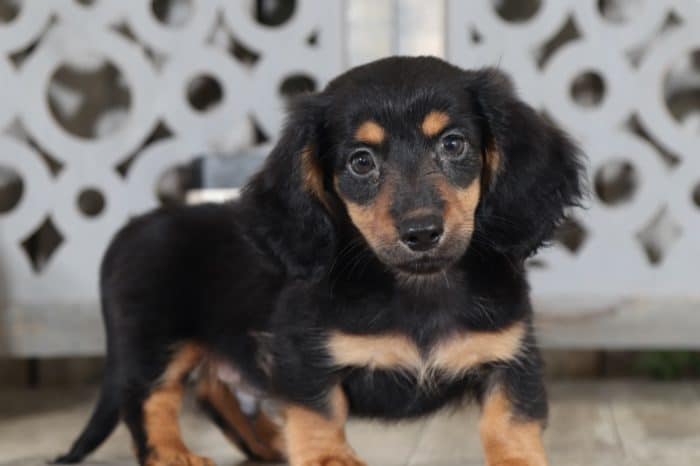 Romeo - Stunning, Miniature, AKC Dachshund