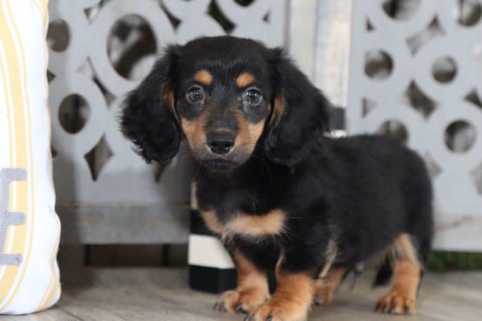 Romeo - Stunning, Miniature, AKC Dachshund - Image 2
