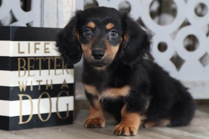 Romeo - Stunning, Miniature, AKC Dachshund - Image 3