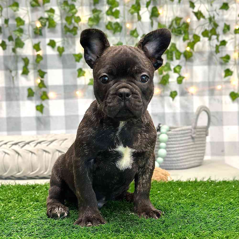 Ronald - Playful French Bulldog Puppy for Sale in Georgia