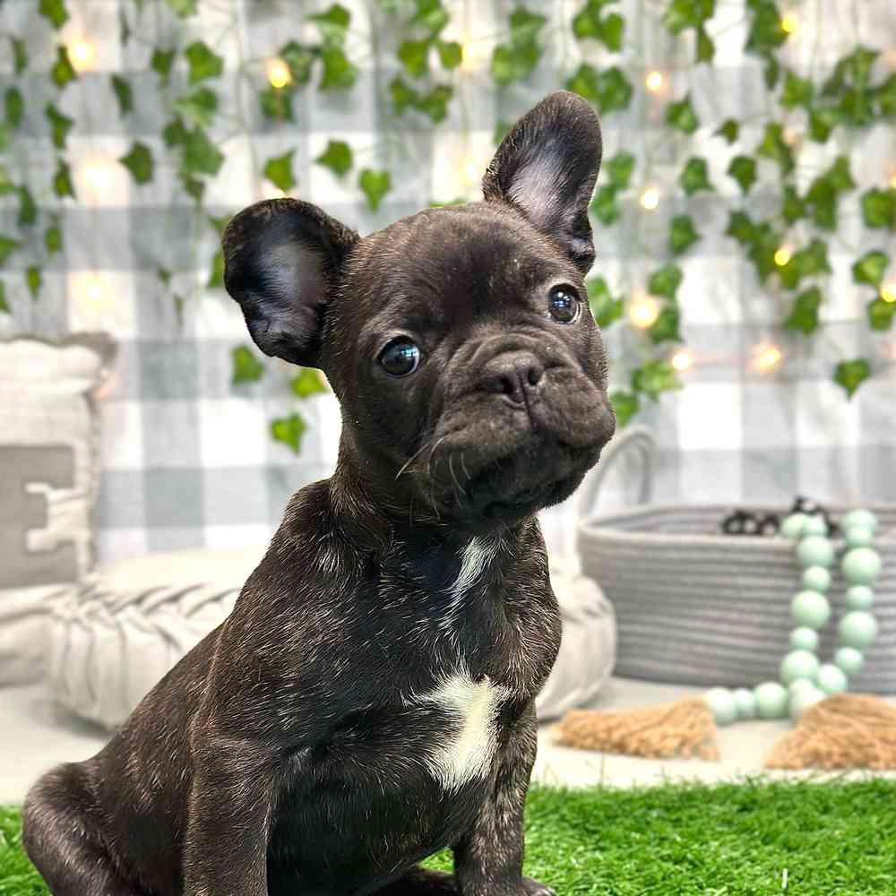 Ronald - Playful French Bulldog Puppy for Sale in Georgia - Image 3