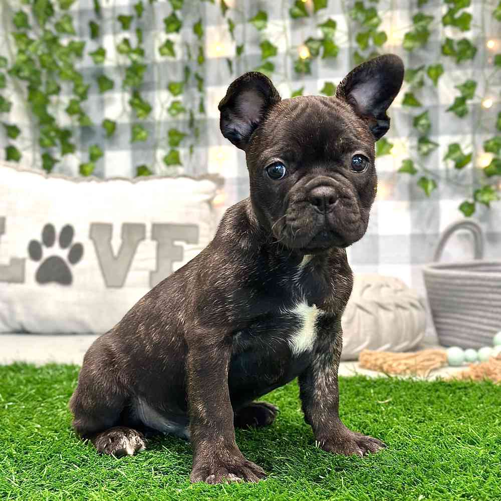 Ronald - Playful French Bulldog Puppy for Sale in Georgia - Image 4