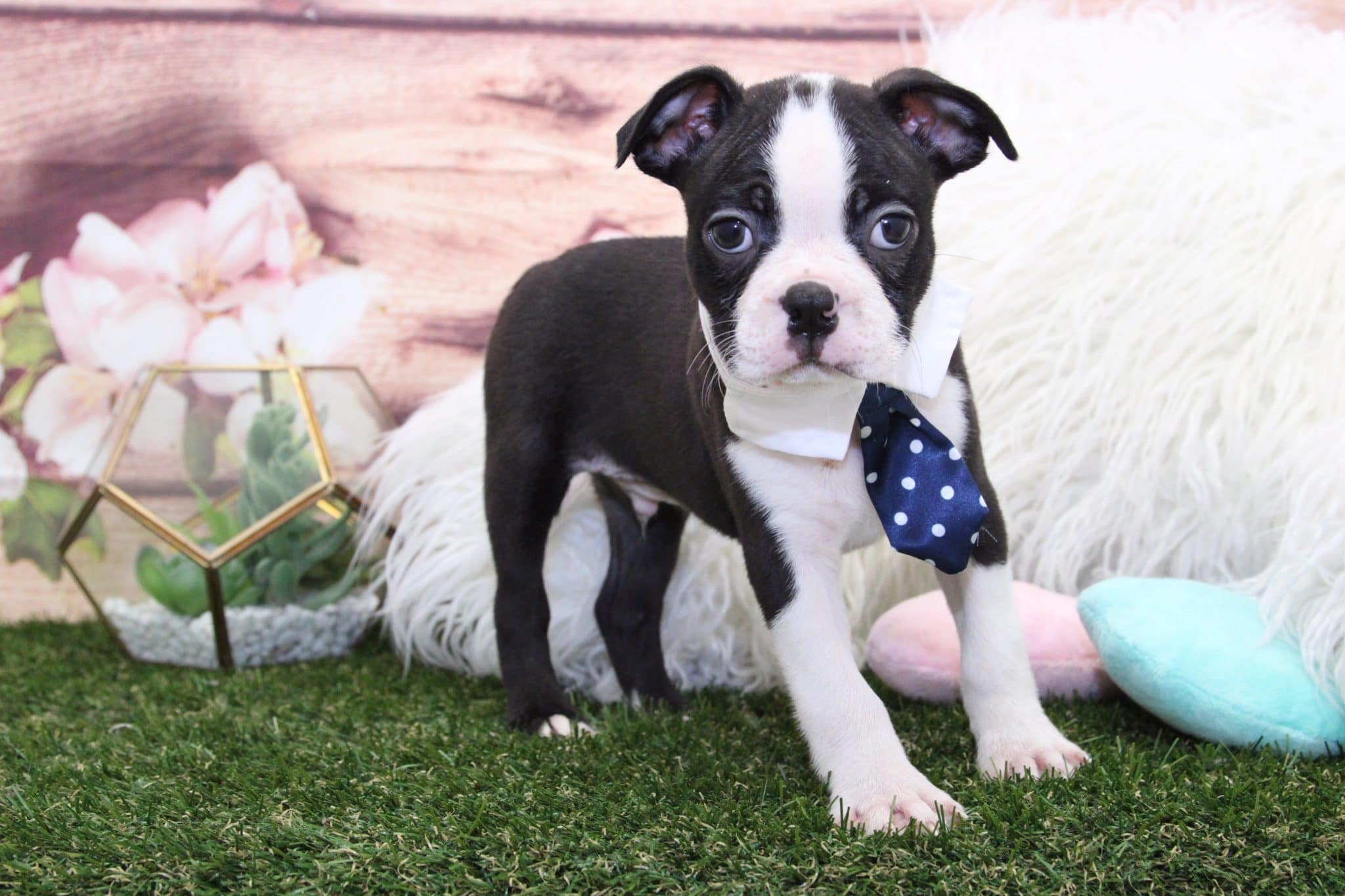 Roo- Amazing Male Boston Terrier Puppy - Image 2