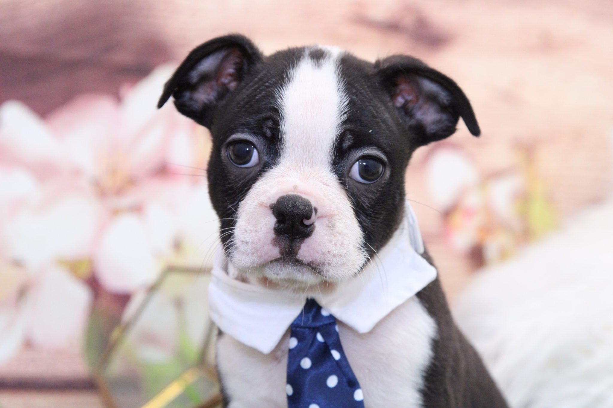 Roo- Amazing Male Boston Terrier Puppy - Image 3