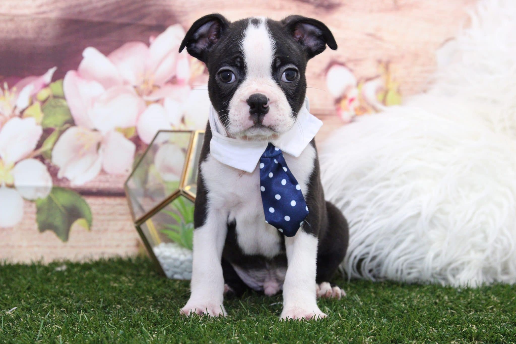 Roo- Amazing Male Boston Terrier Puppy - Image 4