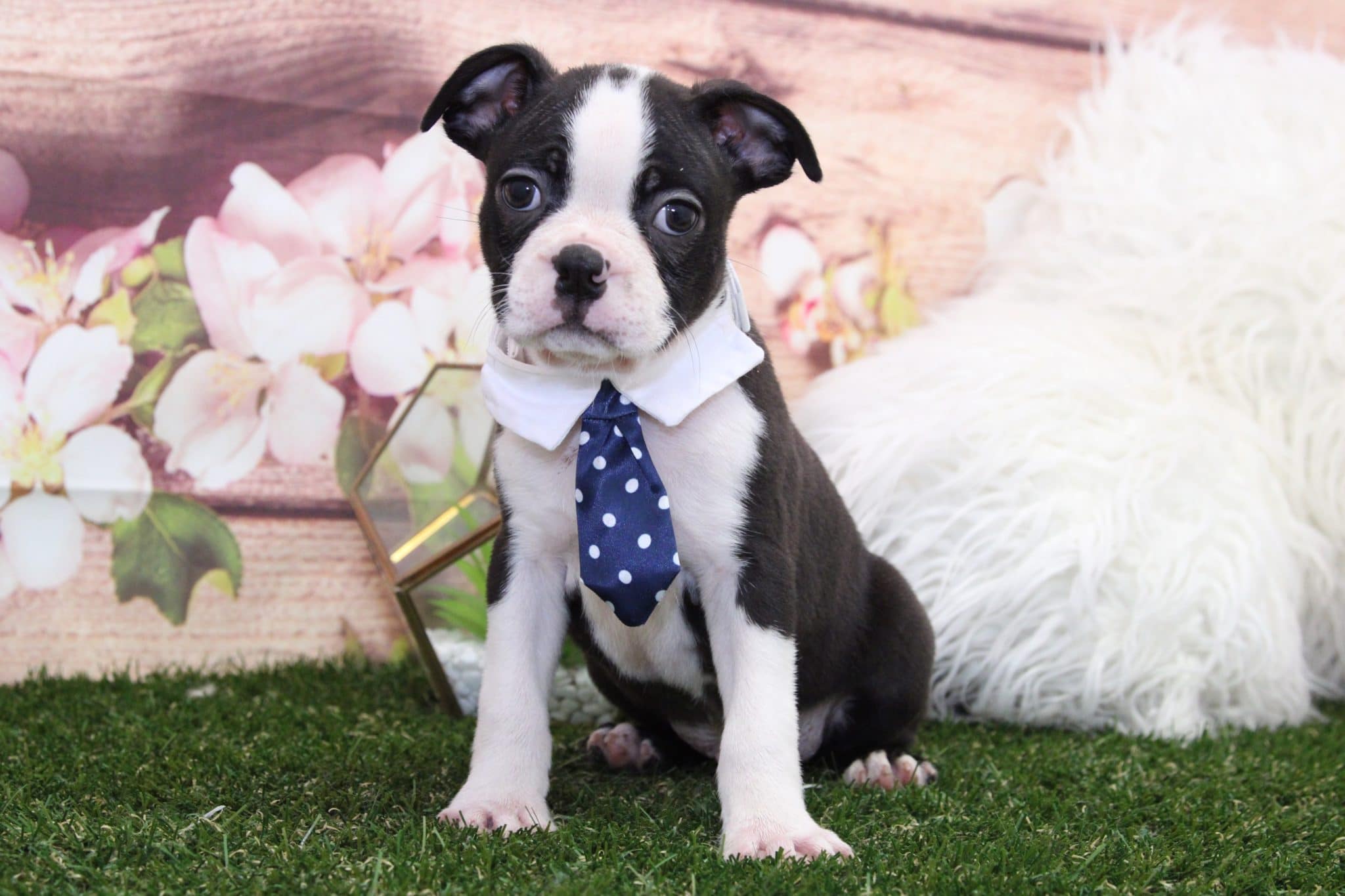 Roo- Amazing Male Boston Terrier Puppy