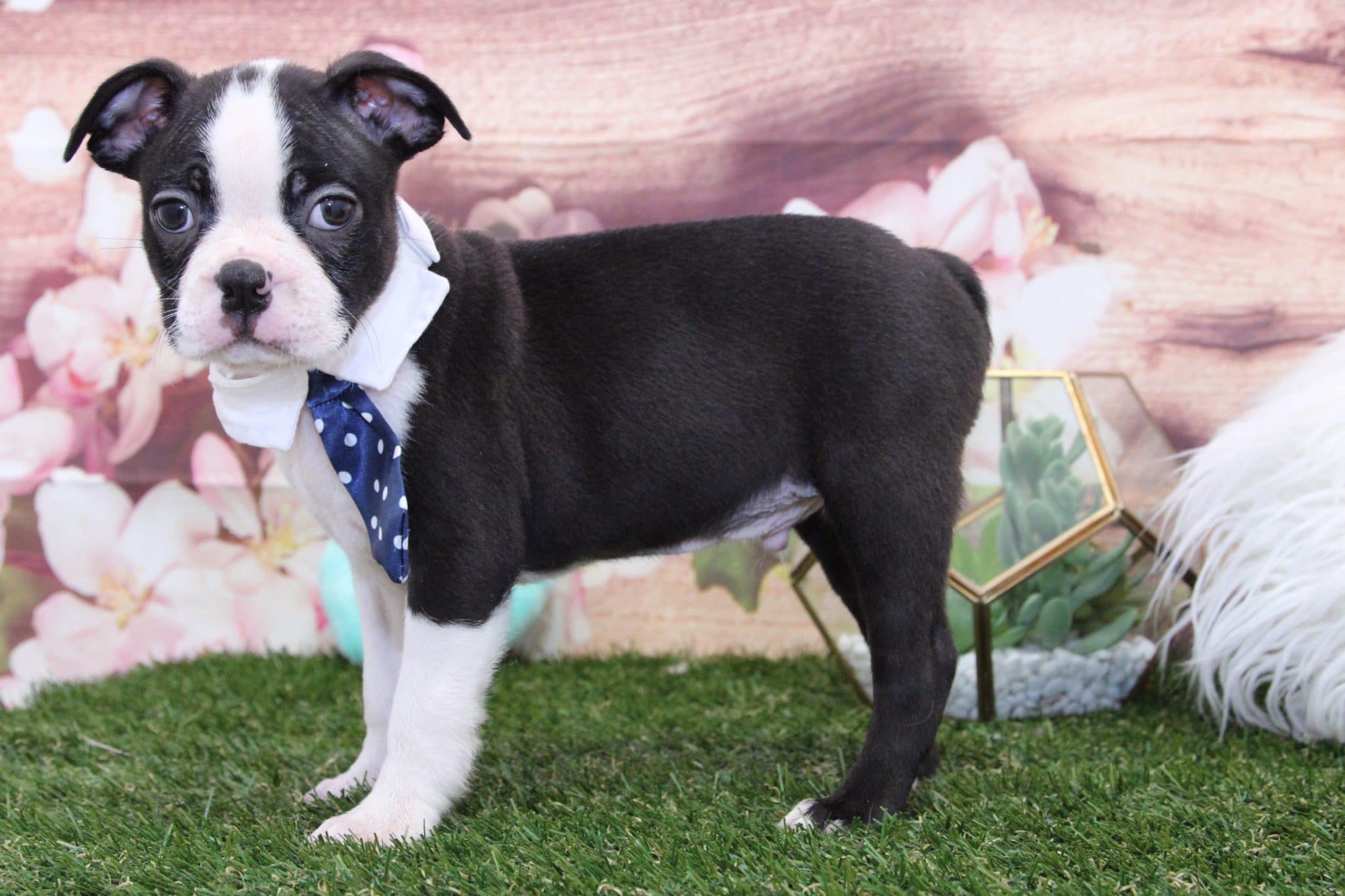 Roo- Amazing Male Boston Terrier Puppy - Image 6