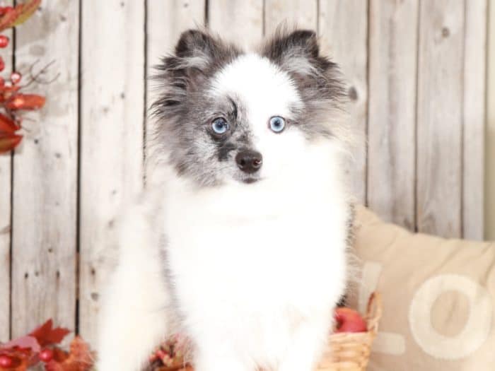 Rookie - Wonderful, Blue Merle & White Pomeranian (Rescue) - Image 3