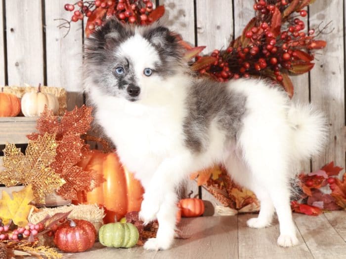 Rookie - Wonderful, Blue Merle & White Pomeranian (Rescue) - Image 5