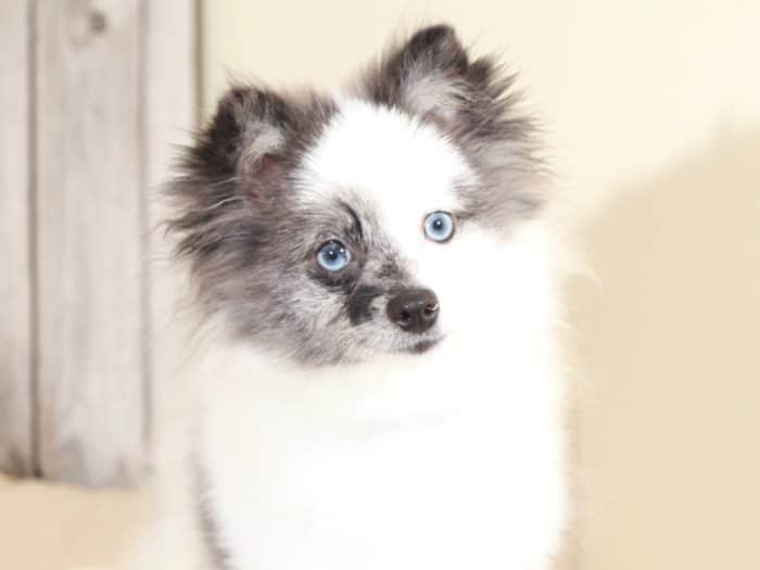 Rookie - Wonderful, Blue Merle & White Pomeranian (Rescue) - Image 2