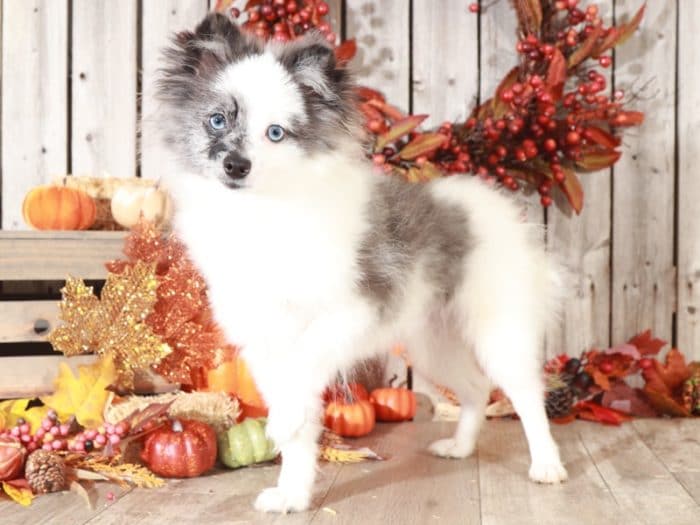 Rookie - Wonderful, Blue Merle & White Pomeranian (Rescue)