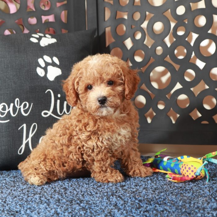 Rose-Beautiful F1B Poochon Puppy - Image 2