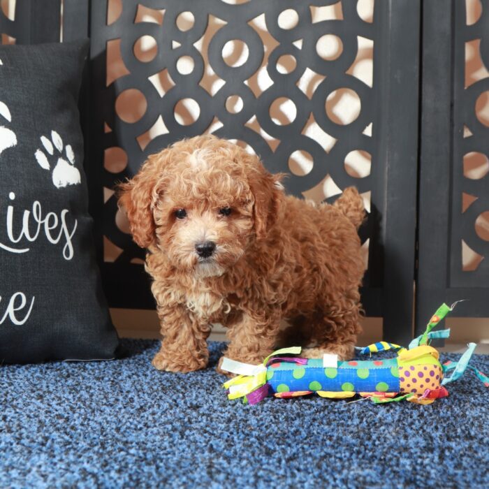 Rose-Beautiful F1B Poochon Puppy - Image 3