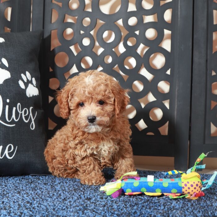 Rose-Beautiful F1B Poochon Puppy - Image 4