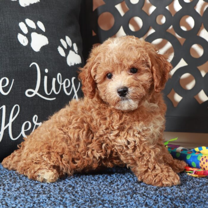 Rose-Beautiful F1B Poochon Puppy