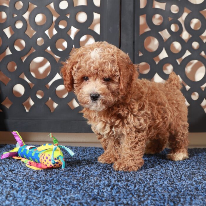 Rose-Beautiful F1B Poochon Puppy - Image 5