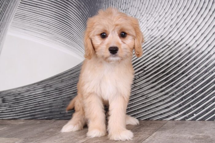 Rosie - Sweet Ruby Female Cavapoo Puppy