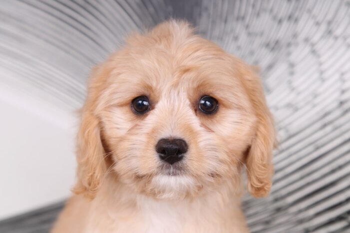 Rosie - Sweet Ruby Female Cavapoo Puppy - Image 2