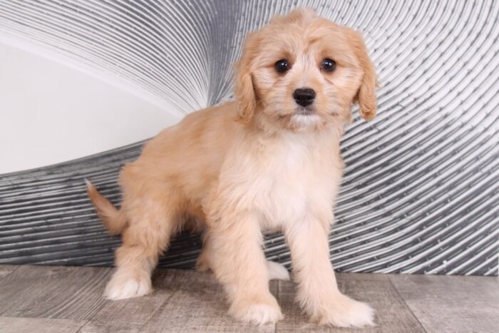 Rosie - Sweet Ruby Female Cavapoo Puppy - Image 3