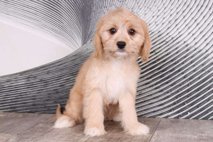 Rosie - Sweet Ruby Female Cavapoo Puppy - Image 4