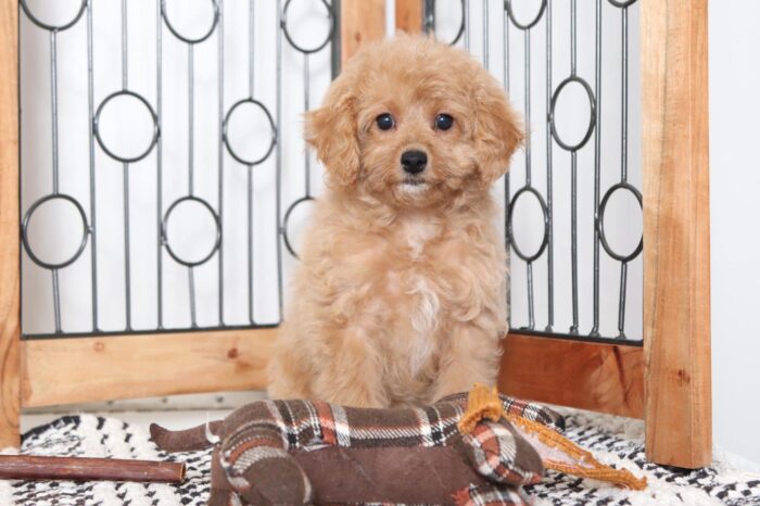 Rosie  - Beautiful Female Poochon Puppy