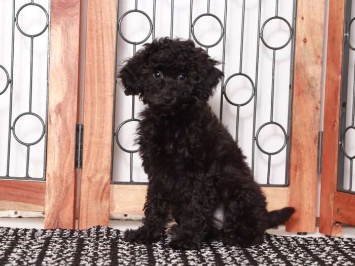 Rosie - Lovely Black Female Poodle
