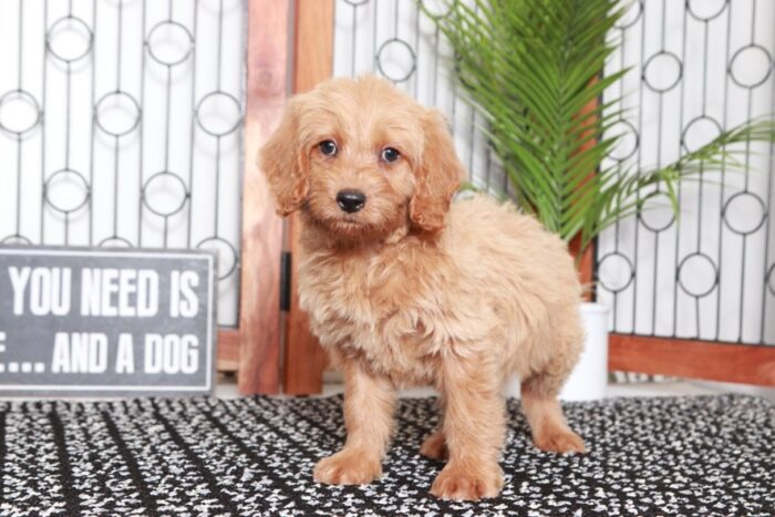 Rosie - Cute Tan Female Mini F1B Goldendoodle Puppy